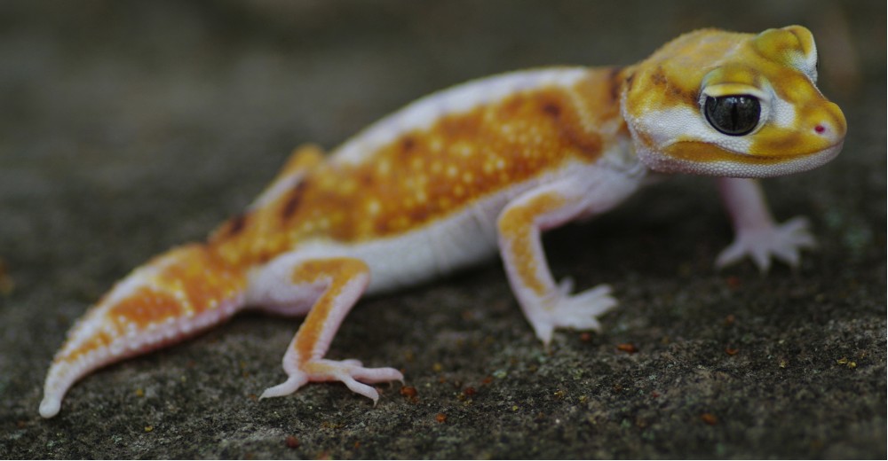 Aussie shop reptile supplies