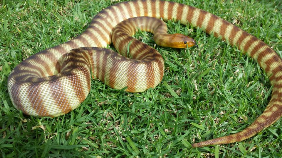 Aussie Reptiles - Pythons